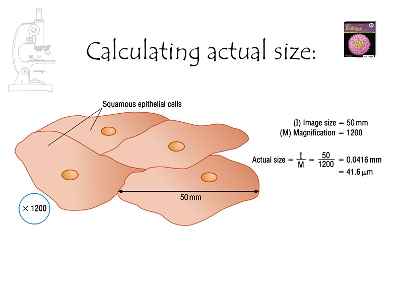 Calculating actual size: